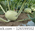 Kohlrabi 126599502