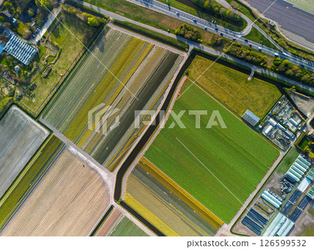 Aerial view of vibrant tulip fields in full bloom stretching along a calm canal, with farmland and green pastures under a soft morning sky in the Dutch countryside. 126599532
