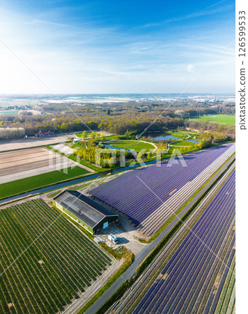 Aerial view of vibrant tulip fields in full bloom stretching along a calm canal, with farmland and green pastures under a soft morning sky in the Dutch countryside. 126599533
