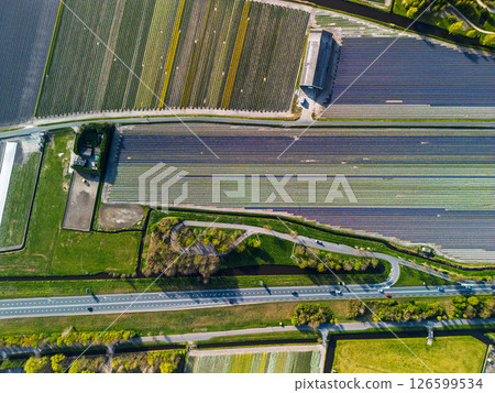 Aerial view of vibrant tulip fields in full bloom, displaying colorful rows of flowers in a rural landscape, with nearby roads, farms, and a distant town under a clear blue sky. 126599534