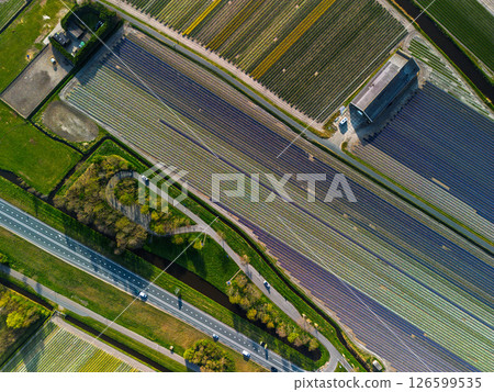 Aerial view of vibrant tulip fields in full bloom, displaying colorful rows of flowers in a rural landscape, with nearby roads, farms, and a distant town under a clear blue sky. 126599535