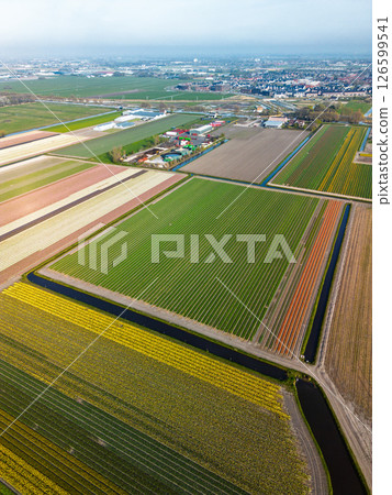 Aerial view of vibrant tulip fields in full bloom stretching along a calm canal, with farmland and green pastures under a soft morning sky in the Dutch countryside. 126599541
