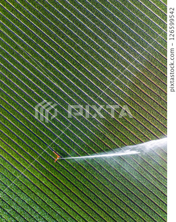 Aerial view of colorful tulip fields with a central sprinkler spraying water, showcasing vibrant rows of crops and greenhouses in the Dutch countryside. 126599542