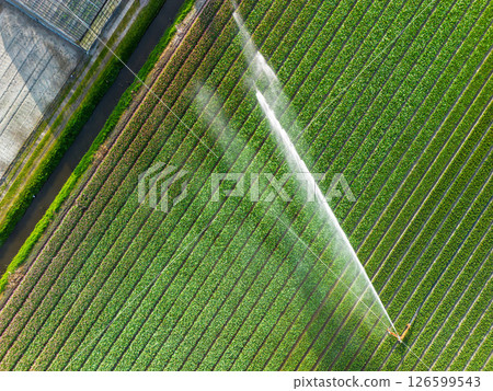 Aerial view of colorful tulip fields with a central sprinkler spraying water, showcasing vibrant rows of crops and greenhouses in the Dutch countryside. Aerial view of colorful tulip fields with a central sprinkler spraying water, showcasing vibrant rows of crops and greenhouses in the Dutch countryside. 126599543