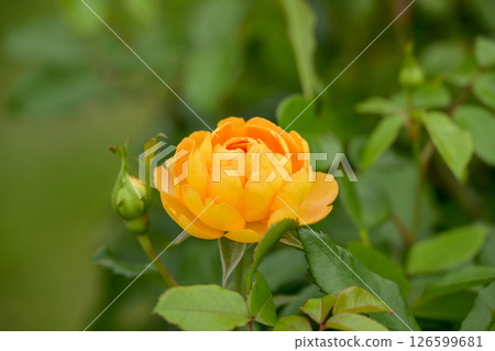 Orange roses, rose flowers, flowers, early summer, summer, material 126599681