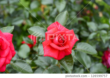 紅玫瑰，紅色，玫瑰，花，初夏，五月，圖像 126599757