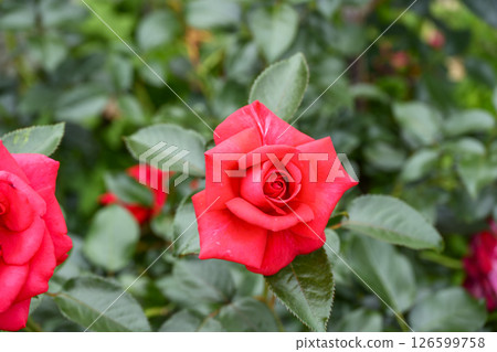 紅玫瑰,紅色,玫瑰,花,初夏,五月,圖像 紅玫瑰,紅色,玫瑰,花,初夏,五月,圖像 126599758