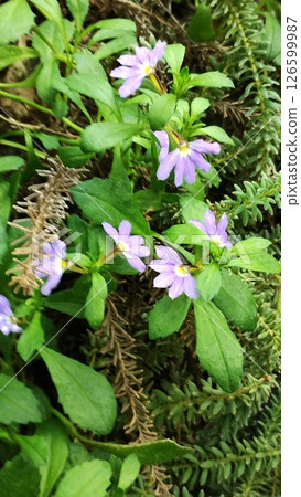 筑波植物園的藍扇花 筑波植物園的藍扇花 126599987