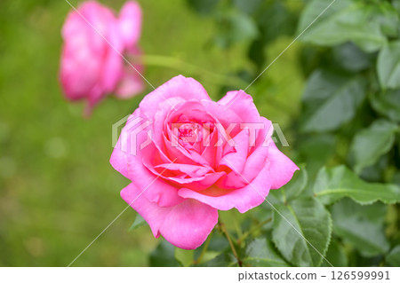 Pink roses, rose flowers, flowers, early summer, summer, material 126599991