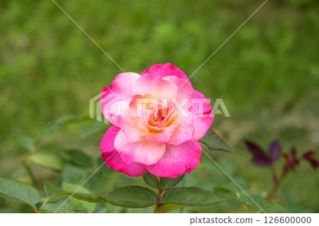 Pink roses, rose flowers, flowers, early summer, summer, material 126600000