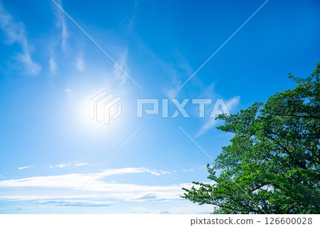 Blue sky, clouds and grove 126600028