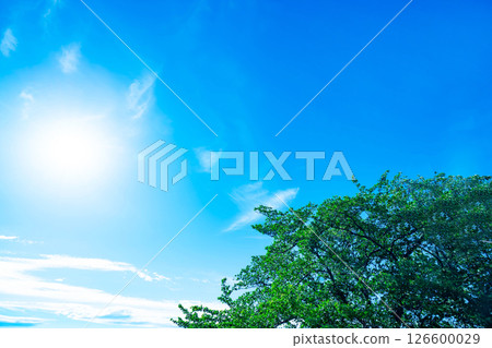 Blue sky, clouds and grove 126600029