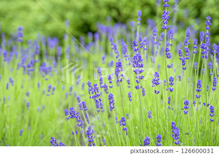 英國薰衣草 薰衣草花田 花田圖像 126600031