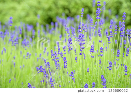 英國薰衣草 薰衣草花田 花田圖像 126600032