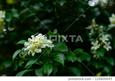 Bunches of blooming Orange Jasmine flower or Murraya paniculata with green leaves. Bunches of blooming Orange Jasmine flower or Murraya paniculata with green leaves. 126600045