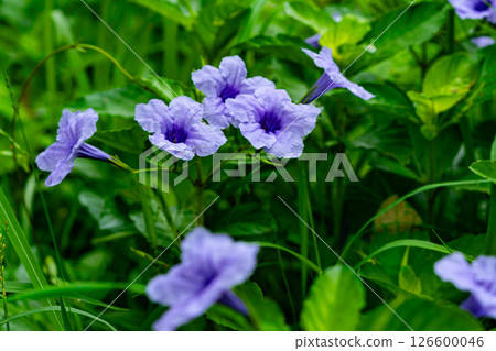 Ruellia tuberosa flowers or Snapdragon root or Minnieroot or sheep potato flowers. 126600046