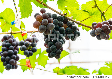 Bunches of ripe wine grapes hanging in the vine. 126600047