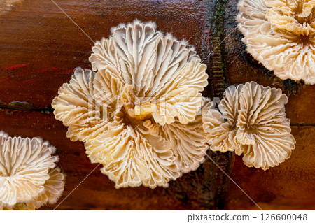 Extreme closeup of small wild mushroom growing on long sheath bamboo in rainy season. Extreme closeup of small wild mushroom growing on long sheath bamboo in rainy season. 126600048