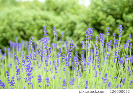 英國薰衣草 薰衣草花田 花田圖像 126600052