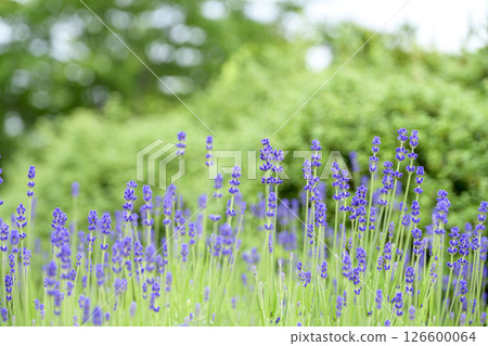 英國薰衣草 薰衣草花田 花田圖像 英國薰衣草 薰衣草花田 花田圖像 126600064