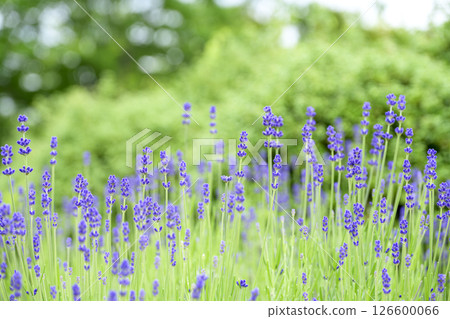英國薰衣草 薰衣草花田 花田圖像 126600066