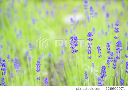 English lavender Lavender field Flower field Image 126600071