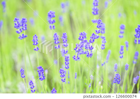 English lavender Lavender field Flower field Image 126600074