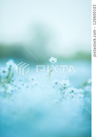 A beautiful single nemophila (vertical) 126600183
