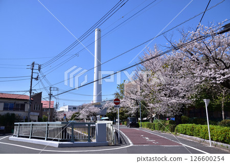 Suginami Incineration Plant chimneys and the cherry blossom trees along the Kanda River 126600254