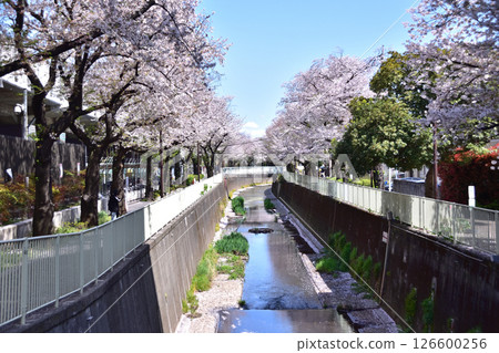 Suginami and Takaido Station cherry blossom trees 126600256