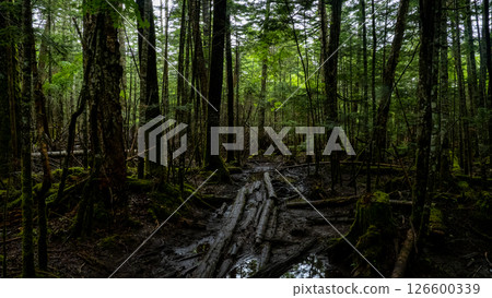The mysterious virgin forest of Lake Shirakome 126600339