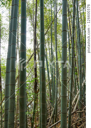 Bamboo forest at Innoshima Ohashi Memorial Park Bamboo forest at Innoshima Ohashi Memorial Park 126600376