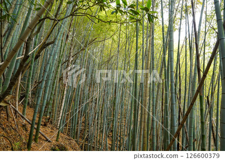 因島大橋紀念公園的竹林 因島大橋紀念公園的竹林 126600379