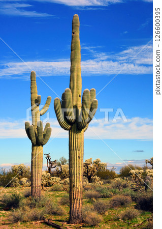 Mid Winter Landscape Sonoran Desert Arizona 126600395