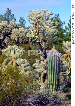 Mid Winter Landscape Sonoran Desert Arizona Mid Winter Landscape Sonoran Desert Arizona 126600396