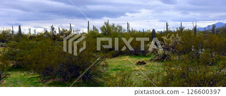 Mid Winter Landscape Sonoran Desert Arizona Mid Winter Landscape Sonoran Desert Arizona 126600397