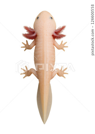 蠑螈的正面觀察 126600558