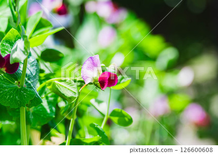 Sayaka daisuke 126600608