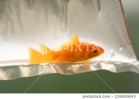 袋子裡的金魚圖（庫存照片） 126600643