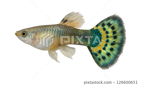 Side view of a guppy 126600651