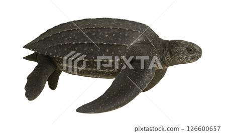 棱皮龜的側面 126600657