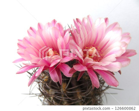 美麗的仙人掌花 美麗的仙人掌花 126600862