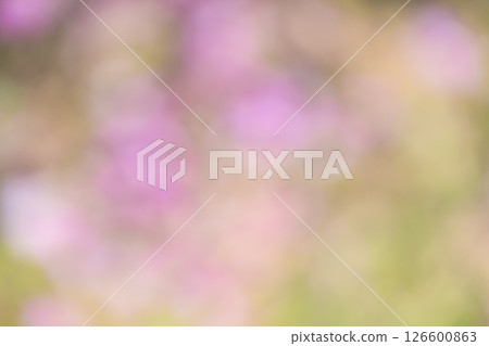Pink Green Plants Sunlight Filtering Out-of-focus Background Material 126600863