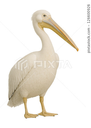 鵜鶘站立的照片 126600926