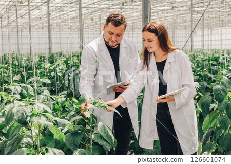 Agricultural scientists research vegetable growth in controlled greenhouses to enhance food production efficiency and promote sustainability through innovative agricultural techniques Agricultural scientists research vegetable growth in controlled greenhouses to enhance food production efficiency and promote sustainability through innovative agricultural techniques 126601074