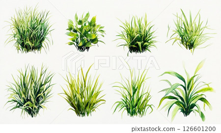 Various watercolor plants, grass and leaves in natural green tones on white background, hand-painted 126601200