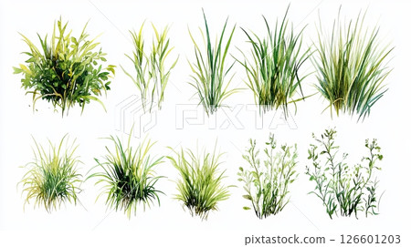 Watercolor set of green grass and bush elements isolated on white, botanical illustration collection Watercolor set of green grass and bush elements isolated on white, botanical illustration collection 126601203