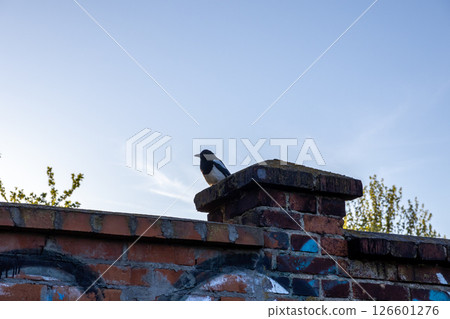 Eurasian magpie bird perching on old brick wall in urban environment against sky showing city wildlife habitat Eurasian magpie bird perching on old brick wall in urban environment against sky showing city wildlife habitat 126601276