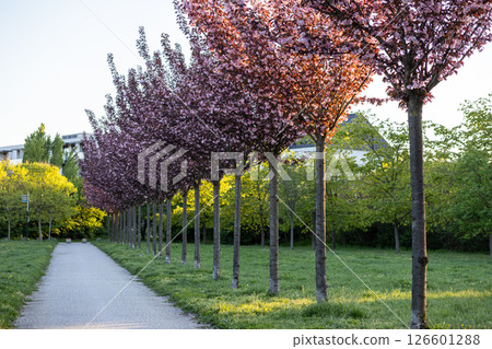 Row of flowering trees with vibrant pink blossoms lines park path illustrating spring season beauty and urban green space designed for walking and leisure 126601288