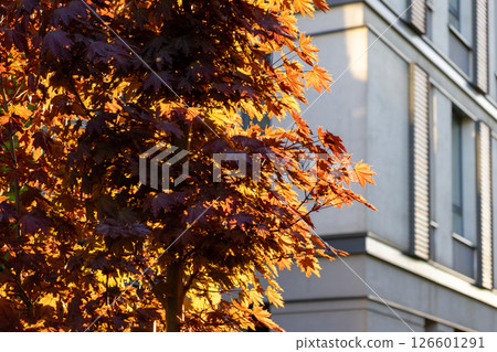 Sunlit vibrant red autumn leaves from urban tree in foreground against modern residential building facade highlighting seasonal change city environment 126601291